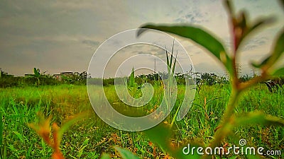 view of grass fields in the afternoon Stock Photo