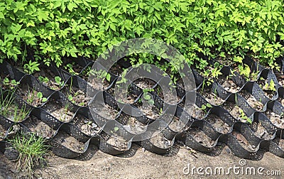 View of grassy cover and sandy slope reinforced with geomaterial in the form of lattice Stock Photo