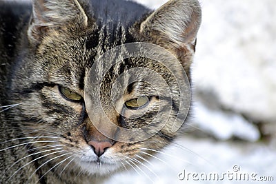 View of gray cat Stock Photo