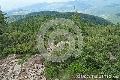 View of the green Carpathian mountains. On the way to Mount Hoverla, the highest point in Ukraine. Editorial Stock Photo