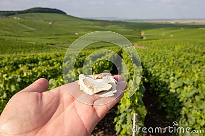 View on green vineyards and white chalk limestones from soils in Champagne region near Epernay, France Stock Photo