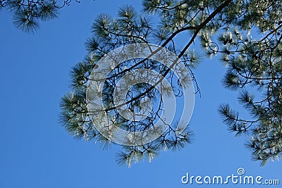 CLUMPS OF PINE NEEDLES ON A BRANCH AGAINST BLUE SKY Stock Photo