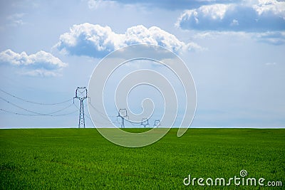 View of a green field of young grain with a power pole under a blue sky Stock Photo