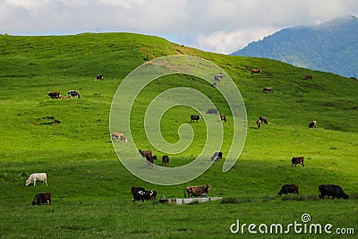 View of the green hills and mountainsides. A clear sunny day. On the slopes in the distance sheep and cows graze. Selective focus Stock Photo