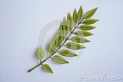 view of green leaf Stock Photo