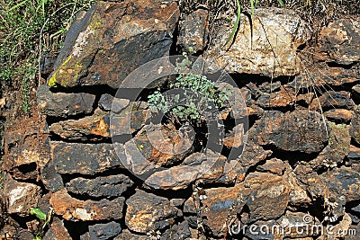 MAIDENHAIR FERN IN ROCK WALL Stock Photo