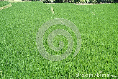 rice fields with bright sunlight Stock Photo