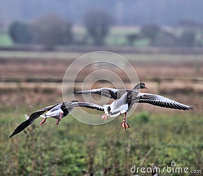 A view of a Greylag Goose Stock Photo