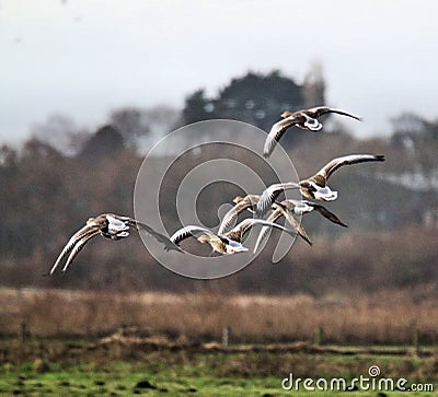 A view of a Greylag Goose Stock Photo