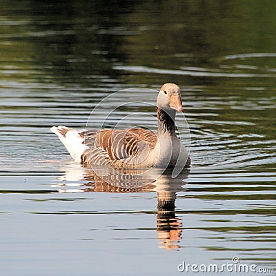 A view of a Greylag Goose Stock Photo