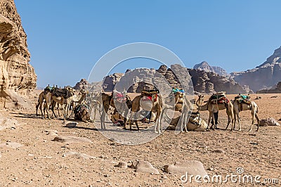 A view of a group of camels in the desert landscape in Wadi Rum, Jordan Stock Photo