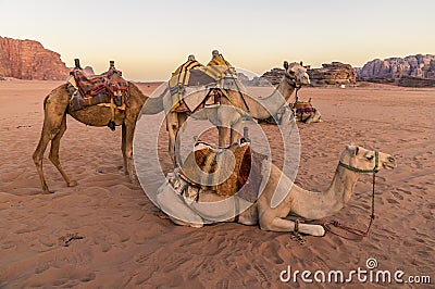 A view of a group of camels at sunrise in the desert landscape in Wadi Rum, Jordan Stock Photo