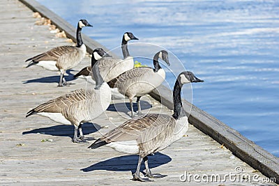 Group of Canada geese (Branta Canadensis) in Lake Ontario, Toronto, Canada Stock Photo