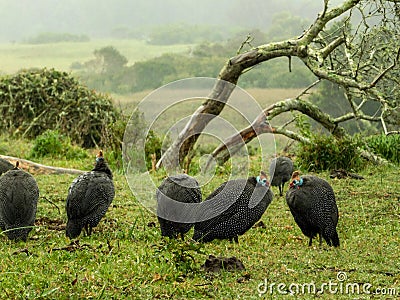 Guinea fowl in the rain Stock Photo