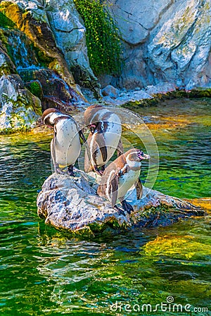 View of a group of Humboldt penguins in the schonbrunn tiergarten in Vienna, Austria...IMAGE Stock Photo