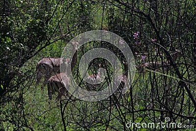 GROUP OF IMPALA BEHIND DENSE BUSH IN OPEN WOODLAND IN SOUTH AFRICA Stock Photo