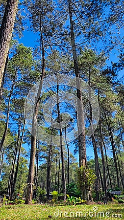 View of a group of pine trees in a park when the sky is clear blue. Stock Photo