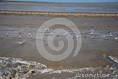 View of a group of seagulls in the muddy shore Stock Photo