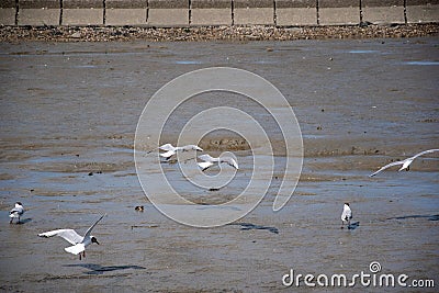 View of a group of seagulls in the muddy shore Stock Photo