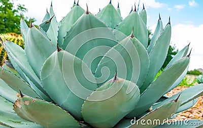 View of growing Agave Parryi Truncata plant, also known as Artichoke Agave Stock Photo