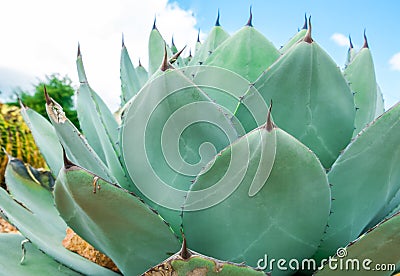 View of growing Agave Parryi Truncata plant, also known as Artichoke Agave Stock Photo