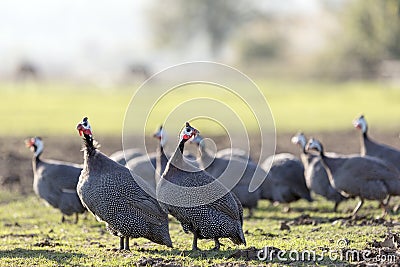 View of the guinea fowls hen or iran fowls. Domestic guineafowl, sometimes called pintades, pearl hen, or gleanies. Stock Photo