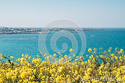 View of Hamdeok Beach and yellow rape flower field from Seoubong peak in Jeju island, Korea Stock Photo