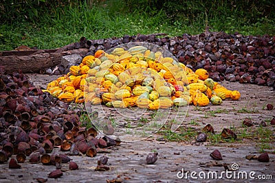 View of harvested and outer shells of the Cacao fruits. in a heap. Yellow color cocoa fruit also known as Theobroma cacao Stock Photo