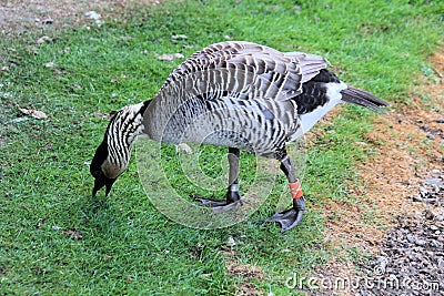 A view of a Hawaiian Goose Stock Photo