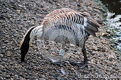 A view of a Hawaiian Goose Stock Photo