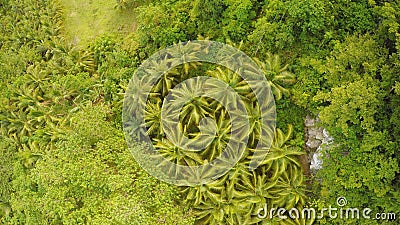 View from the height of the jungle with a group of palms. Philippines. Stock Photo