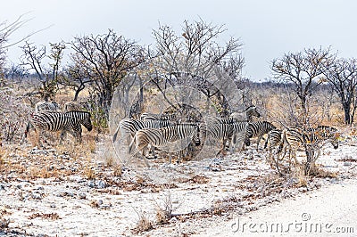 A view of a herd of Zebras approaching a road in the Etosha National Park in Namibia Stock Photo