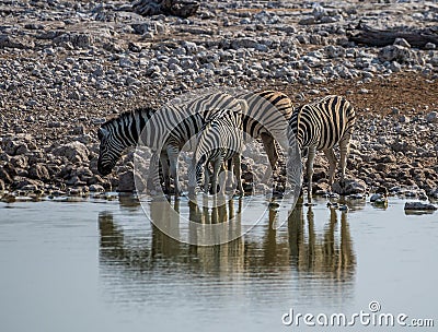 A view of a herd of Zebras drinking at a waterhole in the Etosha National Park in Namibia Stock Photo