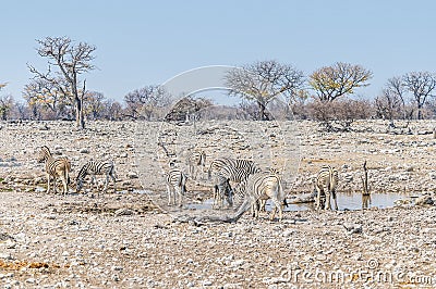 A view of a herd of Zebras drinking at a waterhole in the Etosha National Park in Namibia Stock Photo