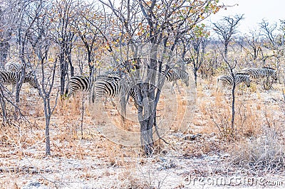 A view of a herd of Zebras moving through the bush in the Etosha National Park in Namibia Stock Photo