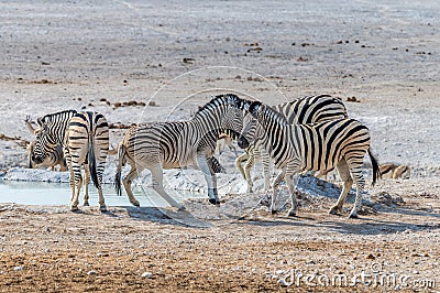 A view of a herd of Zebras beside a waterhole in the morning in the Etosha National Park in Namibia Stock Photo