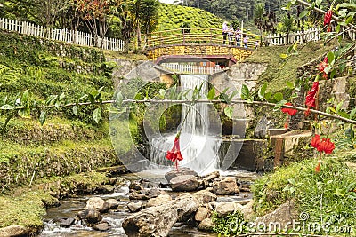 The view of bridge, waterfalls and cascading stream framing by hibiscus flowers in Cameron Highlands, Malaysia. Editorial Stock Photo