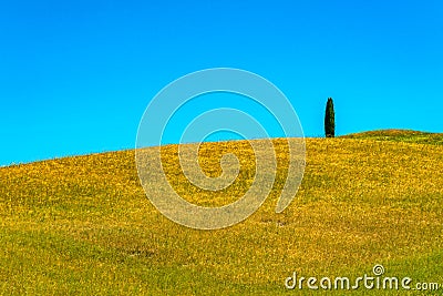 View of the hill of a cypress tree in hilly Tuscany Stock Photo