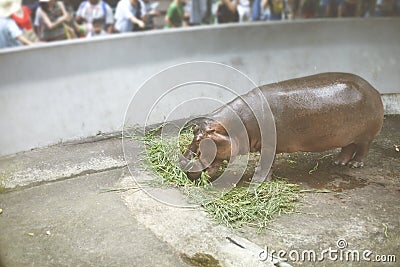 View of the hippo Dusit Zoo, Editorial Stock Photo