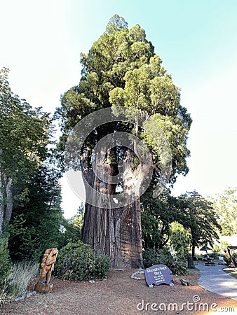 Tall Grandfather Tree at Redwoods Forest Stock Photo