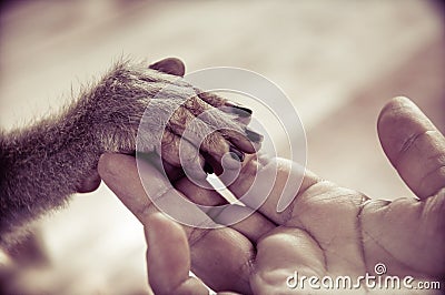 View of Human palm holding a small monkey hand Stock Photo