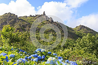 Hydrangea flower and Usu-zan mountain, volcano in Hokkaido, Japan Stock Photo