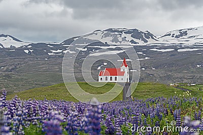 View of Ingjaldsholl Church on Snaefellsnes Peninsula with Lupinus nootkatensis on the foreground Stock Photo