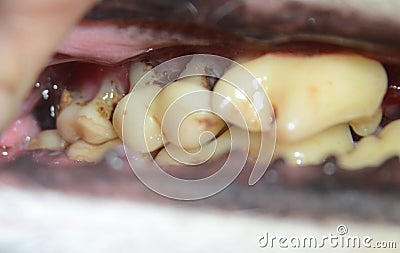 View ino the mouth of an elder dog. The roots of the upper molar to the left are rotten, this tooth needs to be drawn Stock Photo
