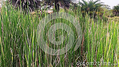 View of insence stik in field with green leaves Stock Photo