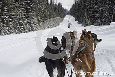 Dog sledding race in the forest Stock Photo