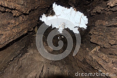 Ancient broken and hollow Nettle tree inside Stock Photo