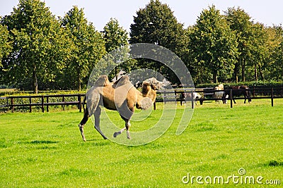 View on isolated dromedary on green meadow with trees and horses in stallion background on dutch farm Stock Photo
