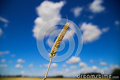 View on isolated ripe wheat ear against blue sky with cumulus clouds and blurred rual field focus on wheat head Stock Photo