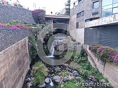 View jungle madeira trees cloudy bridge Stock Photo